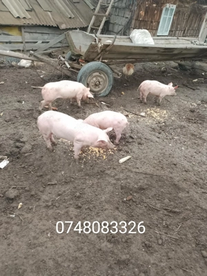 Purceii de vânzare  - imagine 2