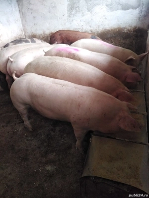 vamd porci pentru Crăciun  - imagine 2