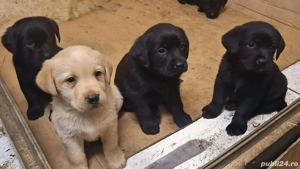 Labrador Retriever - imagine 4