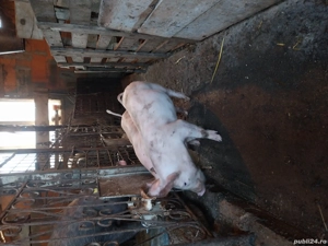 Grasuni de vânzare  - imagine 2