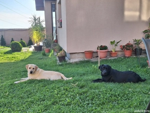 Labrador Retriever - imagine 5