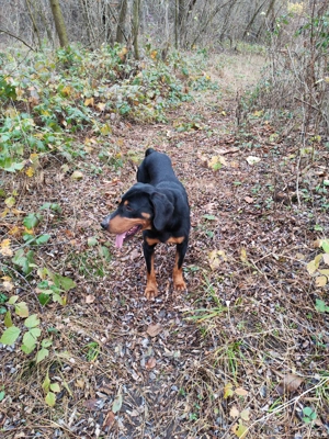 Câine de vânătoare copoi slovac - imagine 3