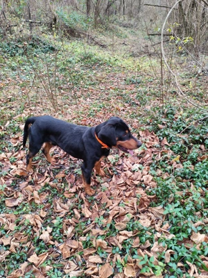 Câine de vânătoare copoi slovac - imagine 2