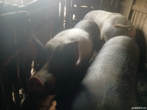 vand porci - imagine 2