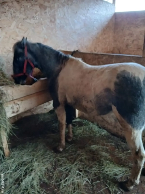 Manz pinto bland  - imagine 3