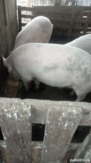 vand porci - imagine 2