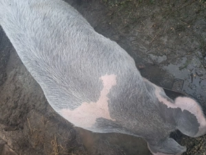 Porci de vanzare - imagine 2