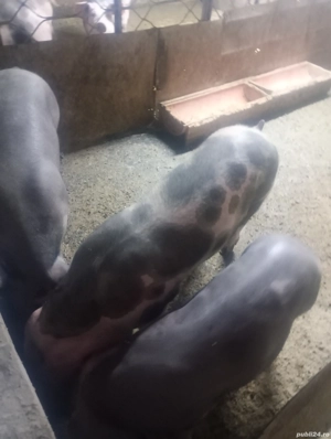 porci de tara  - imagine 2