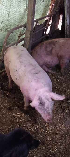 Vând porc 120 130 kg crescut în gospodăria proprie - imagine 2