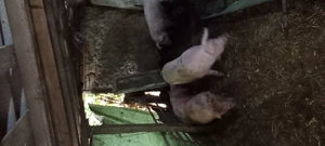 Vând porc 120 130 kg crescut în gospodăria proprie