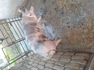 Vand aceasta mascota - imagine 3