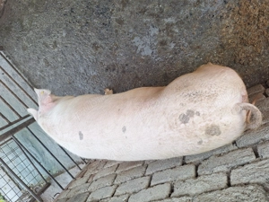 Vand porc  - imagine 4