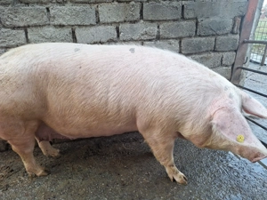 Vand porc  - imagine 3