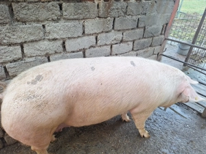 Vand porc  - imagine 2