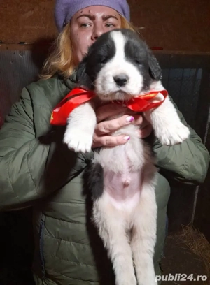 Ciobănesc Românesc de Bucovina 