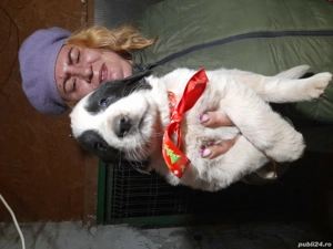 Ciobănesc Românesc de Bucovina  - imagine 4