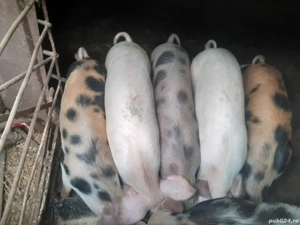 Porci 40-70 kg  - imagine 5