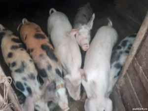 Porci 40-70 kg  - imagine 4