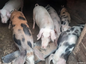 Porci 40-70 kg  - imagine 2