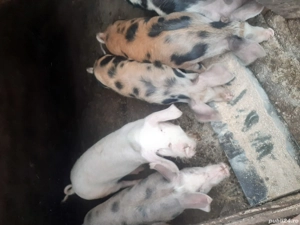 Porci 40-70 kg  - imagine 3