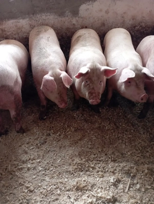 Porci grași de vanzare