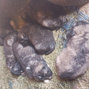 Ciobănesc caucazian 