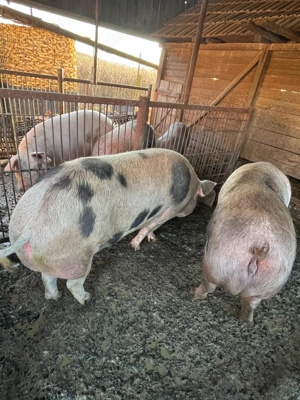 De vanzare   porci de carne  - imagine 4
