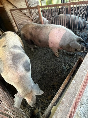 De vanzare   porci de carne 