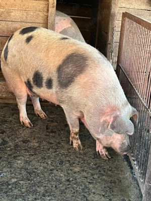 De vanzare   porci de carne  - imagine 5