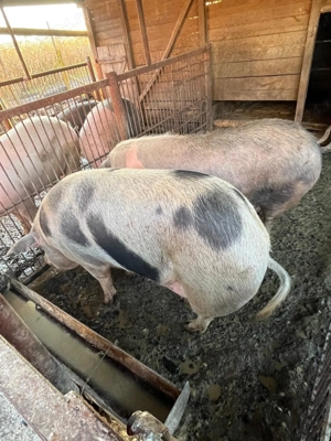 De vanzare   porci de carne  - imagine 7