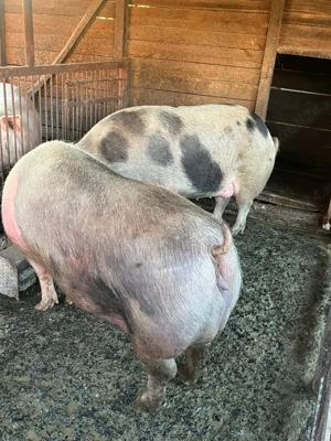 De vanzare   porci de carne  - imagine 6