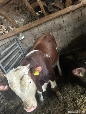 Vand 2 taurasi baltati  - imagine 2