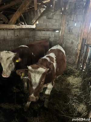 Vand 2 taurasi baltati  - imagine 3