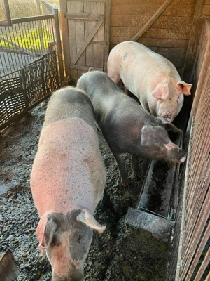 De vanzare porci tineri de carne  - imagine 4