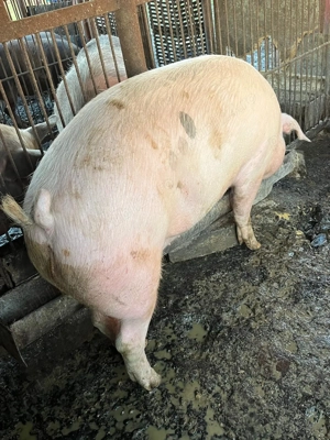 De vanzare porci tineri de carne 