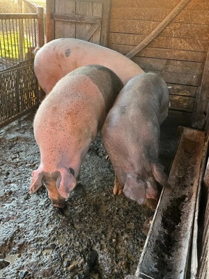 De vanzare porci tineri de carne  - imagine 2