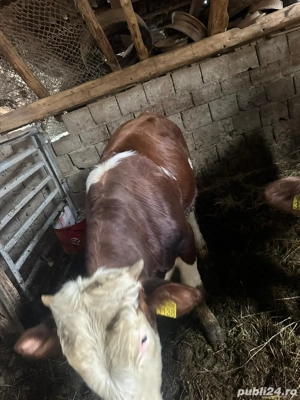 Vand 2 taurasi baltati  - imagine 5