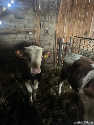 Vand 2 taurasi baltati  - imagine 4