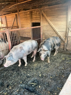 De vanzare porci tineri de carne  - imagine 5