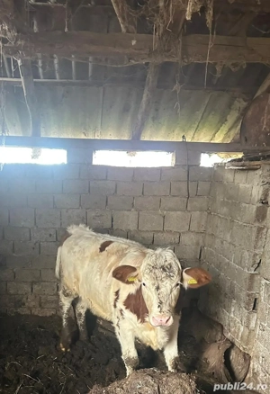 Vand vitea baltata - imagine 2