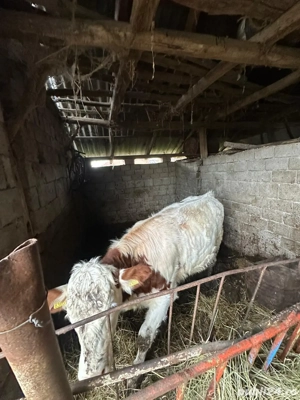 Vand vitea baltata - imagine 3