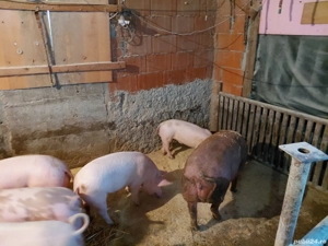 pentru craciun  - imagine 4