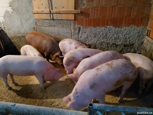 pentru craciun  - imagine 3