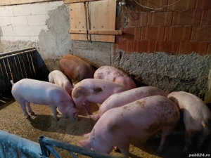 pentru craciun  - imagine 2