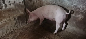 Porci grasuni de vanzare 