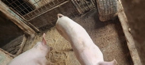 Porci grasuni de vanzare  - imagine 2