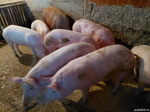 pentru craciun  - imagine 5