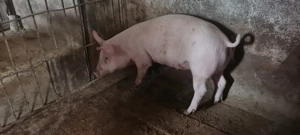 Porci grasuni de vanzare  - imagine 4