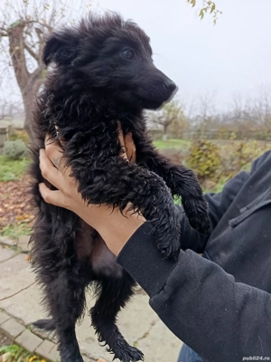 catei de intors Mudi originali