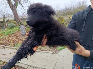 catei de intors Mudi originali - imagine 3